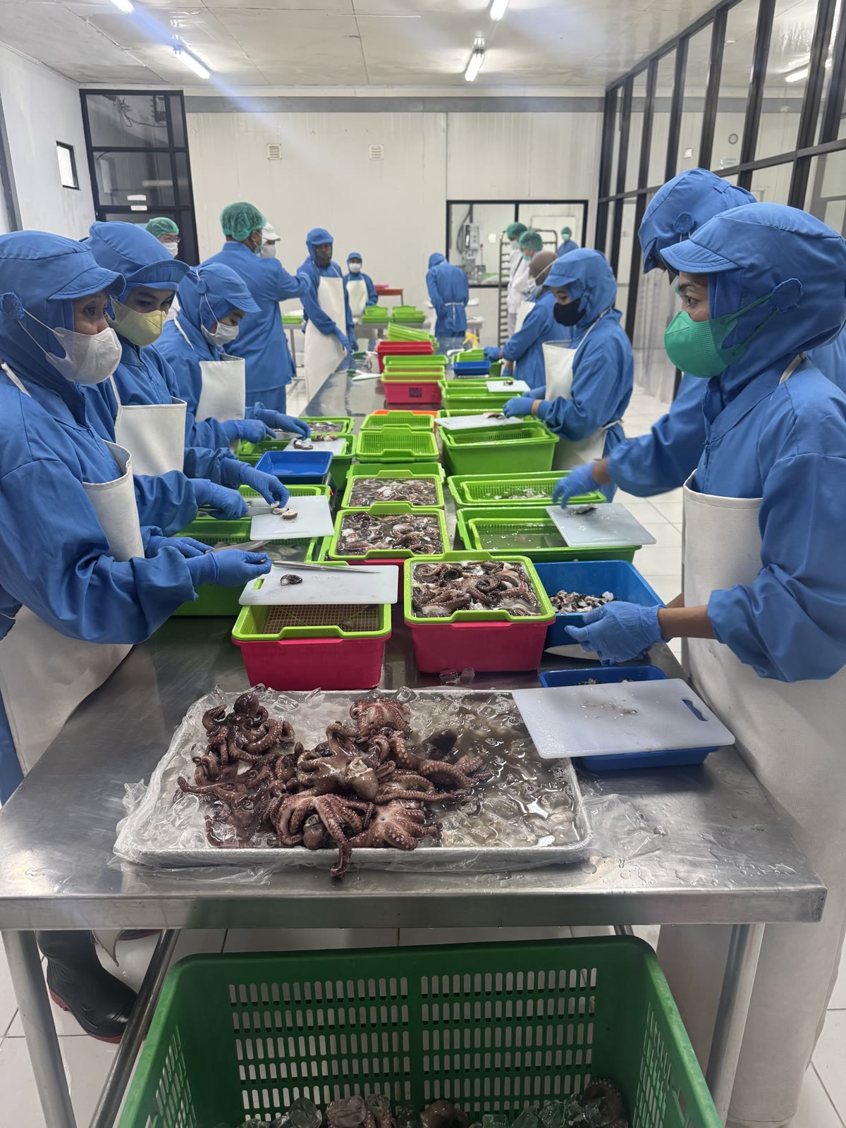 PT. Kenndo Fisheries Indonesia 自社工場でのタコ加工ライン（インドネシア）